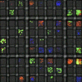 T cell imaging and tracking using microgrid arrays